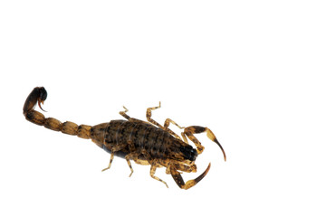 Brown Scorpion Poisonous animals isolated on the white background.