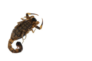 Brown Scorpion Poisonous animals isolated on the white background.