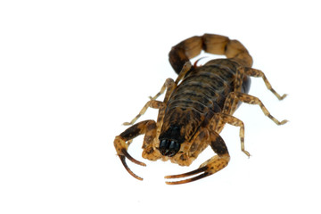 Brown Scorpion Poisonous animals isolated on the white background.