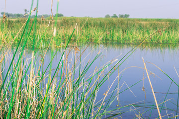 beautiful scenic view of parks and greenery  
