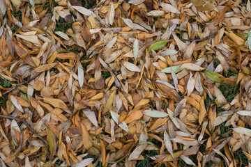 Fallen leaves of white willow on the ground from above