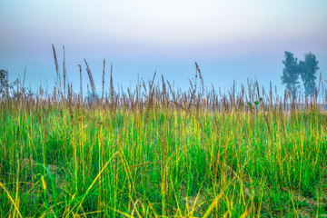 beautiful scenic view of parks and greenery  
