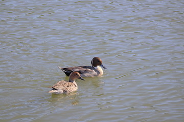 オナガガモのツガイ