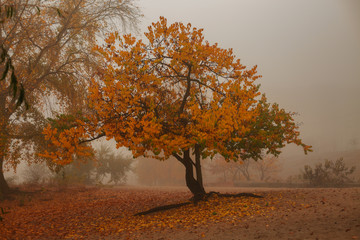 Fototapeta na wymiar Autumn tree in the fog