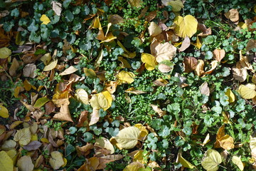 Vibrant colorful fallen leaves covering Glechoma hederacea in October