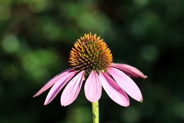 Single Narrow-leaved purple coneflower or Echinacea angustifolia or Blacksamson echinacea bright purple perennial flower with spiky and dark brown to red cone seed head planted in local home garden on