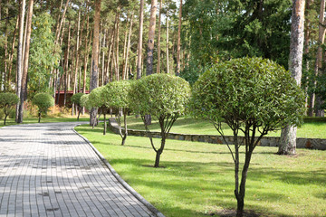 Path from paving slabs in a park among pines and spherical willows leading to a boarding house.