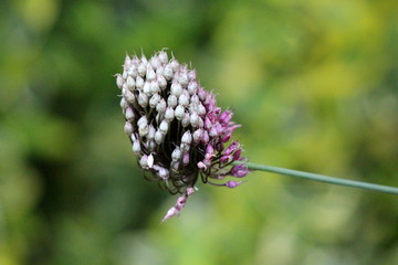 Small Allium or Ornamental onion round flower head composed of dozens of closed star shaped white and light purple flowers growing in local home garden on warm sunny summer day