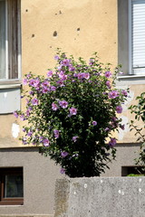Small bush shaped Hibiscus syriacus or Rose of Sharon or Syrian ketmia or Rose mallow or St Josephs rod flowering hardy deciduous shrub plant filled with blooming violet and dark red trumpet shaped fl