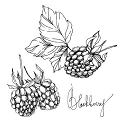 Blackberry healthy food. Black and white engraved ink art. Isolated blackberry illustration element.