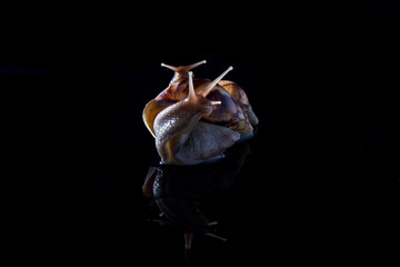 Achatina snails on a black background. Large snails. Snails on a black glass-black background. Snails on a dark studio background