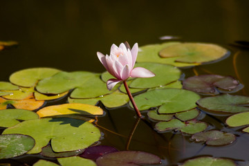 Lotus flower in the pond