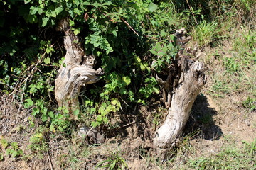 Strangely shaped old tree stumps left after cutting on side of small hill partially covered with crawler plants surrounded with grass and dry soil on warm sunny summer day