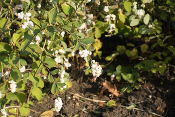 Yellowish green leaves and white berries of Symphoricarpos albus in October