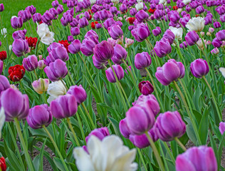 Blooming tulips. White, red, yellow, lilac tulips.