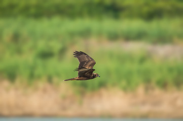 Eastern Marsh Harrier in Mai Po Marshes, Hong Kong (Formal Name: Circus spilonotus)