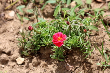 Tiny bush like Moss rose or Portulaca grandiflora or Rose moss or Ten oclock or Mexican rose or Vietnam rose or Sun rose or Rock rose or Moss rose purslane fast growing annual plant with open blooming