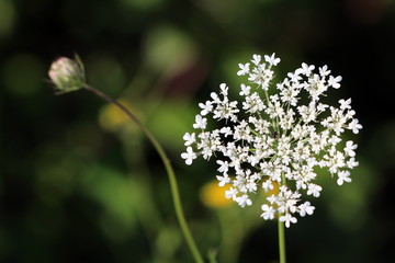 Wild carrot or Daucus carota or Birds nest or Bishops lace or Queen Annes lace biennial herbaceous plant with open blooming white flower head full of small flowers resembling birds nest next to closed