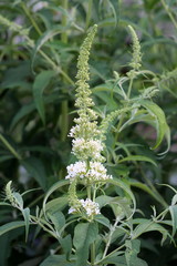 Young Summer lilac or Buddleia davidii or Butterfly-bush or Orange eye flowering plant with white flowers and flower buds starting to open and bloom on narrow pyramidal spikes surrounded with long dar