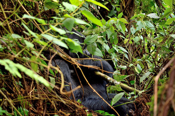 The huge silverback in Bwindi Impenetrable Forest.