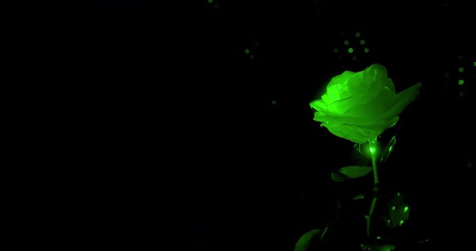Magical green rose with stem in enchanted light with poisonous sparks