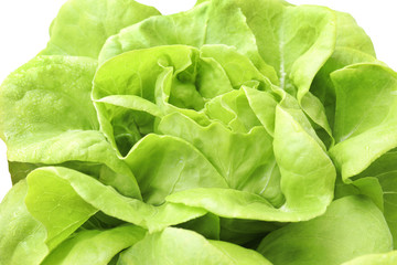 Organic freshness Green Butter leaf head of Lettuces cabbage  iceberg salad vegetable nutrient high vitamin  for cuisine isolated on white black ground close up soft focus 