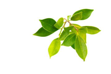 Green leaf isolated on white background.