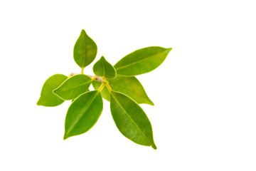 Green leaf isolated on white background.