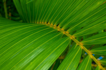 Green tropical palm leaf with shadow. Natural background and wallpaper