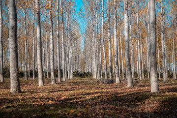 trees in landscape in autumn season