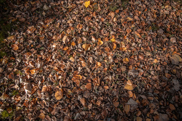 trees in landscape in autumn season
