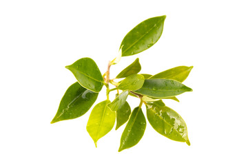 Leaf isolated on white background