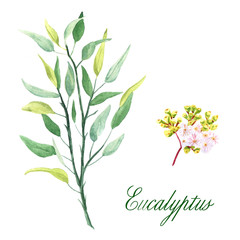 Watercolor hand-drawn eucalyptus plant and eucalyptus blossom isolated on white background