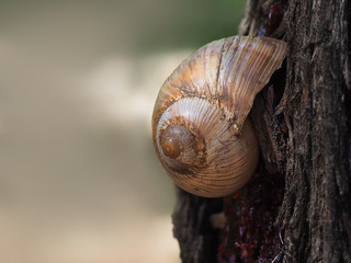 Snail on tree bark