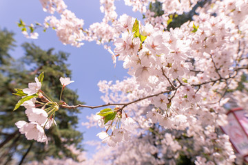 満開の桜　弘前公園