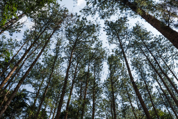 pine trees