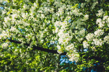 Fototapeta premium Blooming wild aplle tree in the garden. Selective focus.