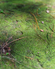 grasshopper on grass
