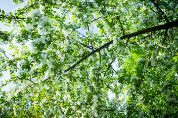 Blooming wild aplle tree in the garden. Selective focus.