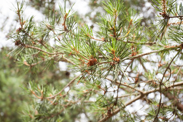 Small pine cones with needles on blurred sky background.