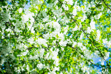 Blooming wild aplle tree in the garden. Selective focus.