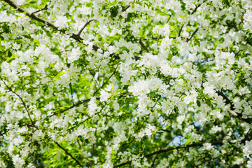 Blooming wild aplle tree in the garden. Selective focus.