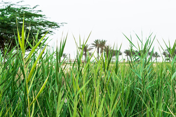 beautiful scenic view of parks and greenery 