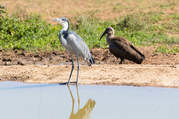 Black-headed Heron (Ardea melanocephala) reflected in a waterhole at Addo Elephant  National Park, South Africa with Hadeda Ibis behind