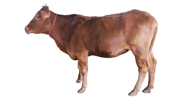 Cows Standing on a white background Embed Clipping Path