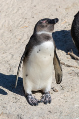Juvenile African Penguin (Spheniscus demersus) in the blue phase,  Boulders Beach, Simonstown, Cape Town, South Africa