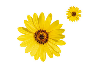 Naklejka premium Yellow flower of sunflower isolated on white background