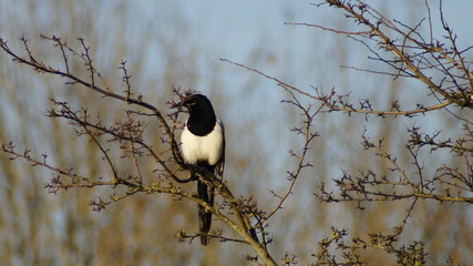 bird, nature