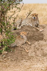 Cheetah relaxing in masai mara