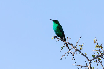 Green male Malachite Sunbird  (Nectarinia famosa) in breeding plumage perched on branch at Addo Elephant National Park, Eastern cape, South Africa